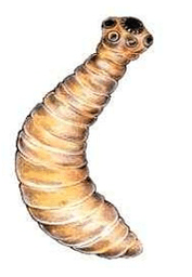 Echinococus