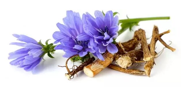Chicory Root