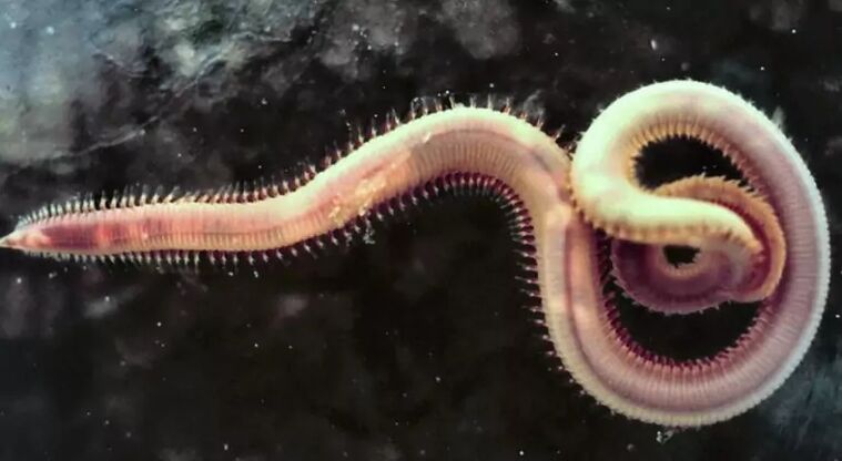 Parasita gorputzean