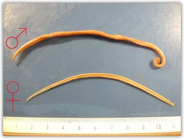 nolakoak diren zizareak