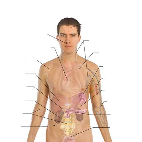 parasitoen presentzia seinaleak hainbat organotan