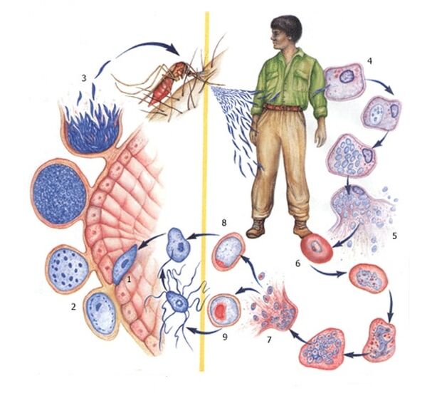 parasito protozooen ugalketa metodoak